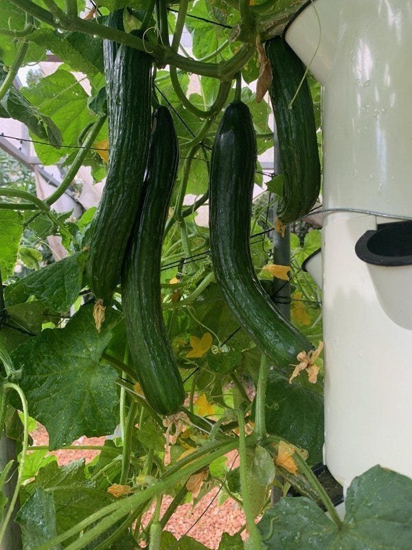 How to grow the best hydroponic cucumbers by Ariz Naeem Medium