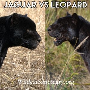 Why Are Black Leopards So Rare?, Science