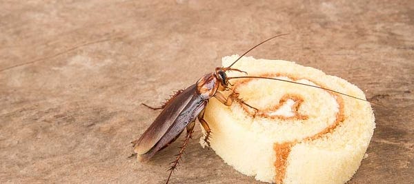 Banyak kecoa di rumah anda? Kenali penyebabnya