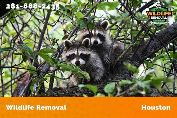 AAAC Wildlife Removal. Animal Trappers Near Me | by