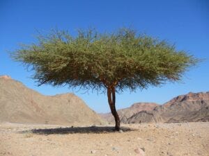 The Symbolic Meanings of 7 Trees in the Bible | by Steppes of 