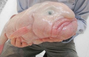 Why did Stardew valley decided to depict blobfish in their mangle