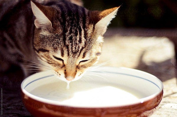 Milk For Cats Symptoms