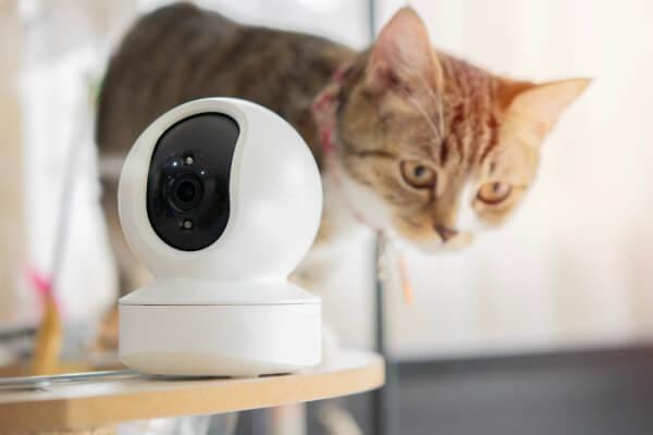 ペットカメラだけで十分？ペットロボットとの違いを比較してみた