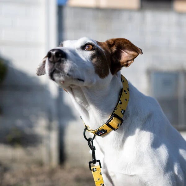 Dog Collar UK: Elevate Your Dog’s Style and Safety with LongPaws