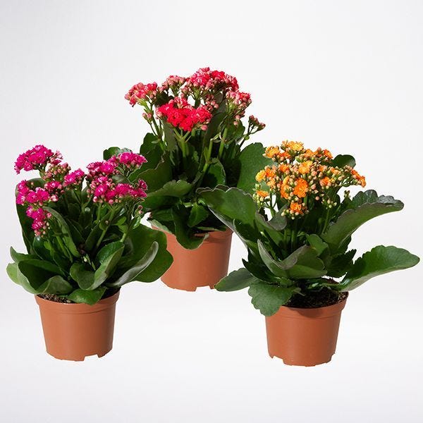 Best Indoor Plants for Dubai Groutandtiles Medium