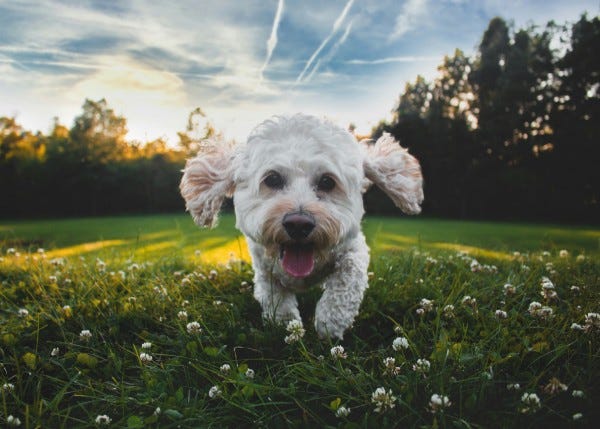 Sommerferien mit gutem Gefühl: So findest du die richtige Hundepension