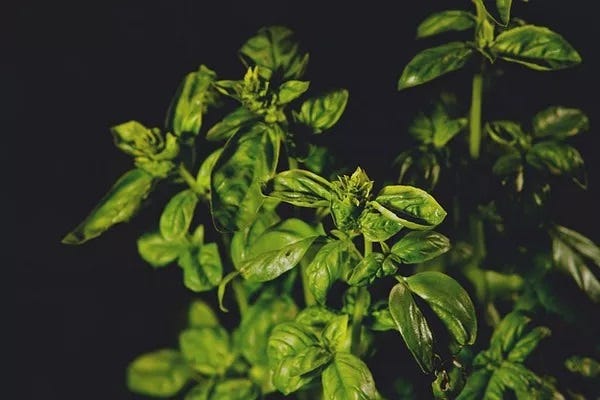 The Botanical Marvel Exploring the Reproduction of Basil Plants