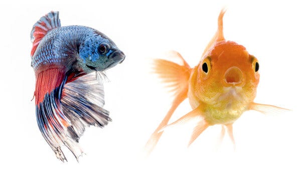 Can Betta Fish Live with Goldfish? A Comprehensive Deep Dive into Aquarium  Compatibility, by Betta Buddy