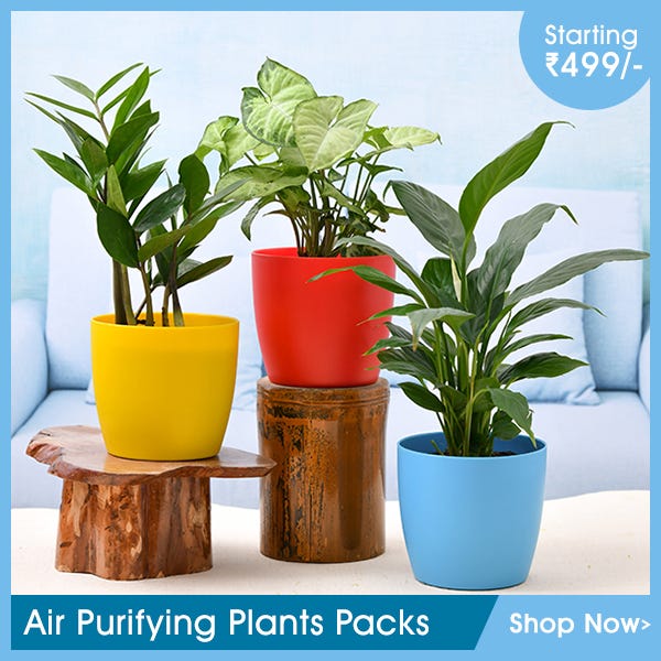 Where to Buy Outdoor Plants Online in India Nurserylive by Arvind