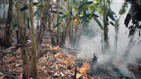 Slash and Burn Agriculture. Slash and Burn Agriculture Explained | by ...