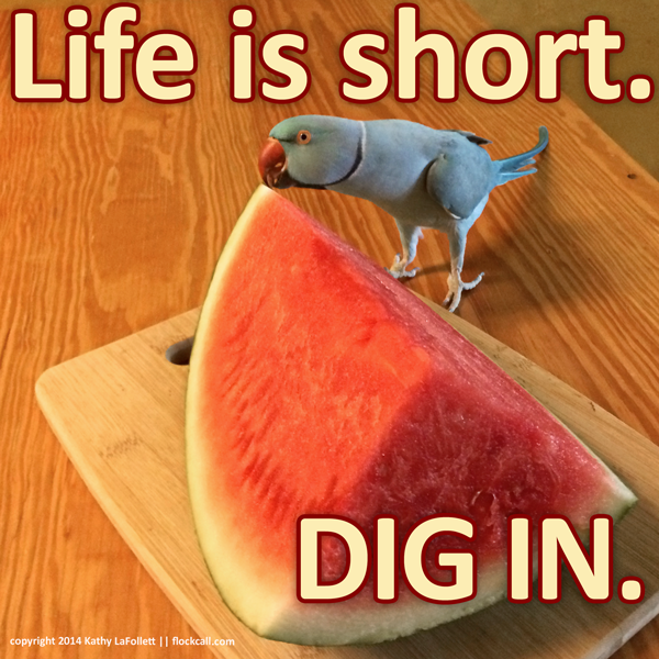 How To Get Your Bird To Try New Foods Medium