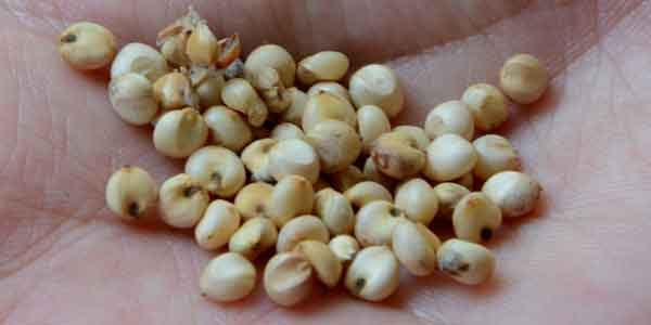 Los niños del sorgo