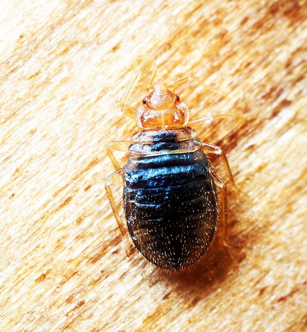 Bed Bugs in Texas How to Spot Them and Get Rid of Them MDK Services