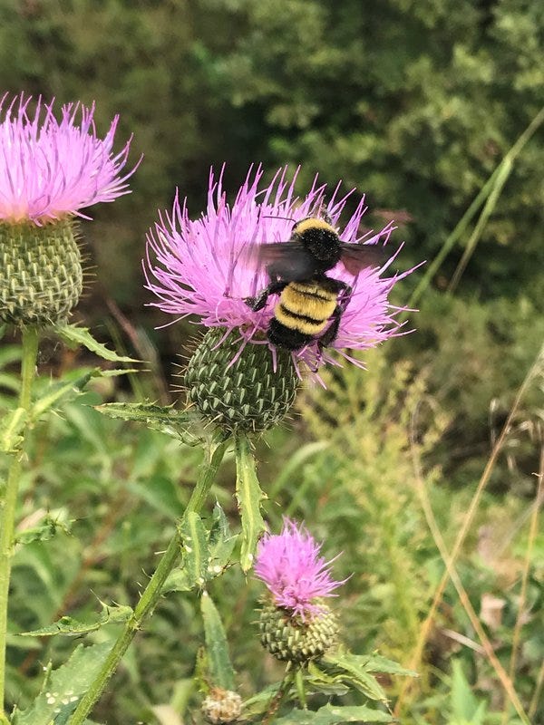 Plight of the Bumblebee. The Threatened “American Bumble Bee”… | by ...