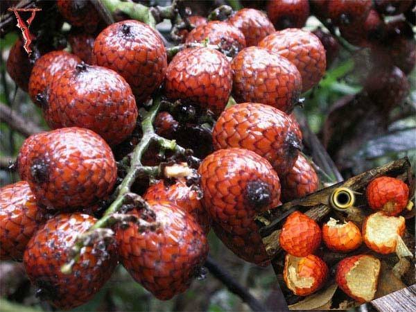 Mengenal Buah Rotan : Sumber Antioksidan dari Alam Liar