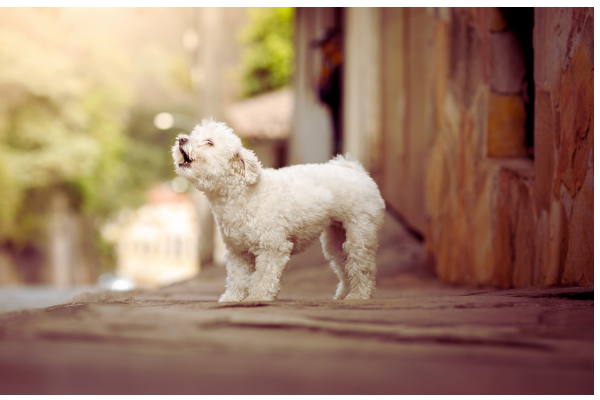 Seu Cachorro Late Demais? O Que Está Por Trás Desse Comportamento