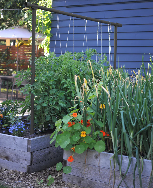 Optimize your vegetable garden at the Seattle urban farm with the best  tomato string trellis. Our guide introduces the ideal solution for vertical  tomato growing, tailored to the Pacific Northwest… - Seattle