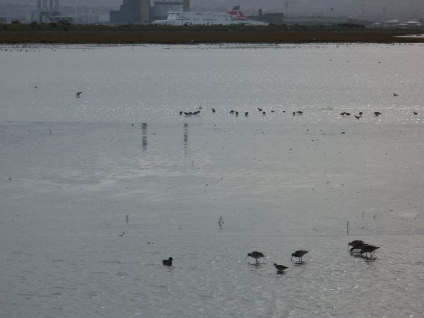 Foreground from left: Common Scoter, Black-Tailed Godwits, Dunlin at North Bull Island. Photo: Clare O’Beara.