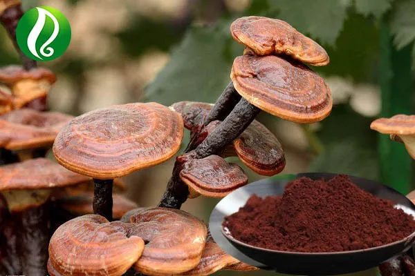 6 Benefits of Ganoderma Lucidum Spore Powder | by El houcine Amhil | Medium