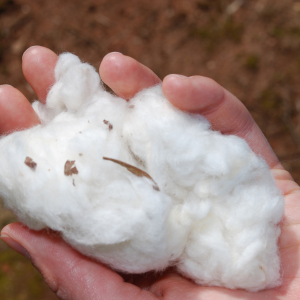 organic pima cotton