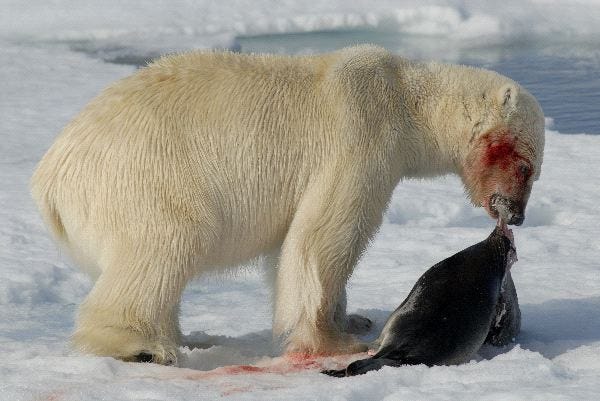 Animales del Ártico, Animales polares, Videos educativos