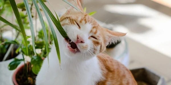 Toxic Plants: 10 Common Houseplants Toxic To Cats, Dogs, Humans