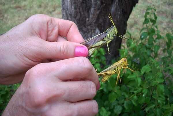 Controlling Grasshoppers Organically In The Urban Garden | by Rebecca  Barham | Medium