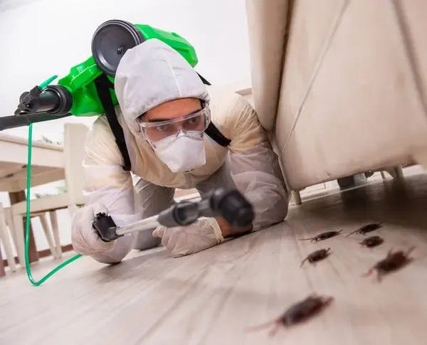 Carpet Beetle Control Red Deer - IPM Pest Solutions - Medium