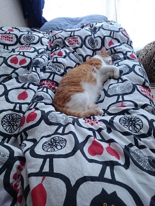 Why is my cat so cute? 😻😻😻 by Mii Hamada Medium