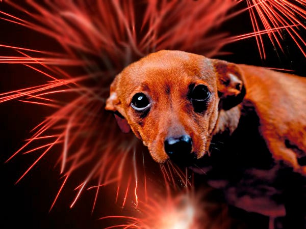 Tips to calm your puppy this Diwali | by Samira Abraham | Waggle Blog
