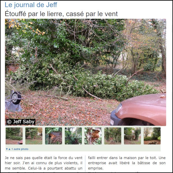 Étouffé par le lierre, cassé par le vent