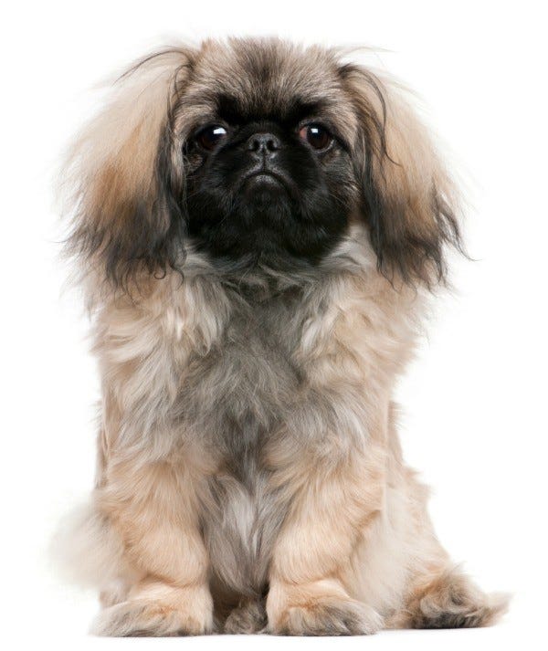 Best Multivitamin Supplements for Dogs: A 2025 Guide
