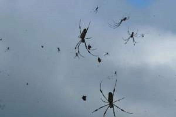 Incredibile scoperta: i ragni usano i campi elettrici per volare
