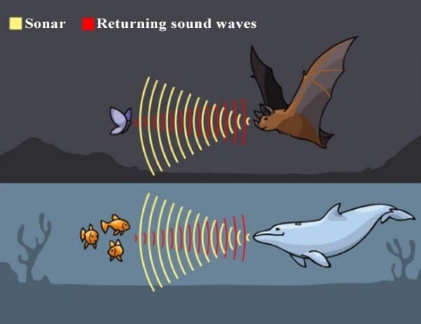 Nature's Symphony: The Astonishing Sixth Sense of Bats and Dolphins, by  Flori Bercus