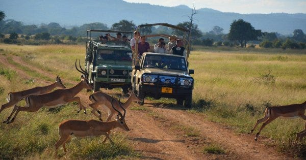 Tanzania Private Safari Packages Entitle Everything You Need To Make The Tour More Comfortable 6769