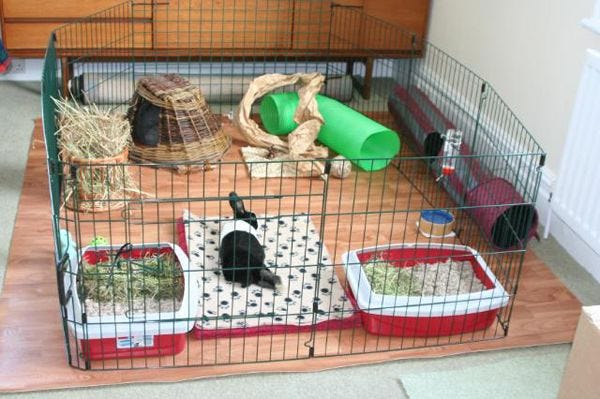 Indoor rabbit supplies hotsell