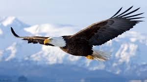 7 Powerful Life Lessons From the Eagle, by 1stthirdworld (Carla Ibanzo)