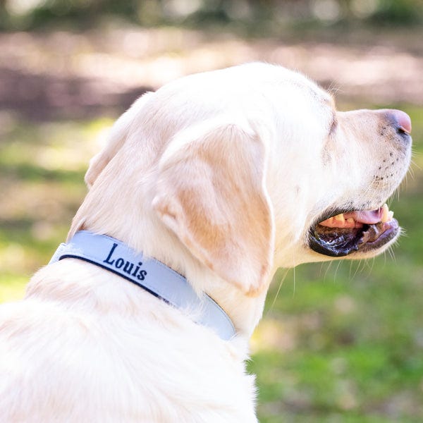 How To Choose A Perfect Fit Dog Collar by Crewlala American Made