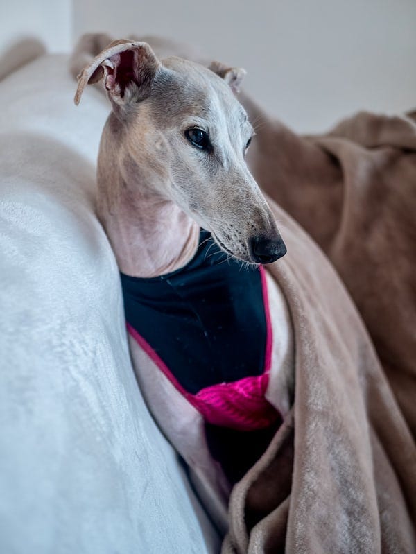 What Dog Is Best For My Family The Best Dog For Us By Penny What Dog Is Best For My Family The Best Dog For Us By Penny