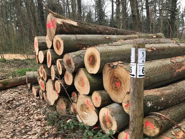 Fastenzeit: 7 Wochen ohne oder 7 Wochen Wald Tag 23 — Zum schwarzen Kreuz