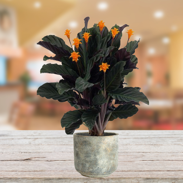 Calathea Crocata Care Tips. Calathea Crocata Tassmania belongs to… by