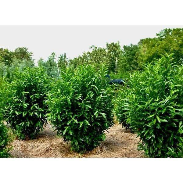 What Is Skip Laurel Plant? Why To Purchase Them? by DanielsMack Medium