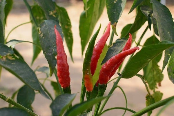 Tips For Preventing And Curing Pest Infestation In Chili Plants | by ...