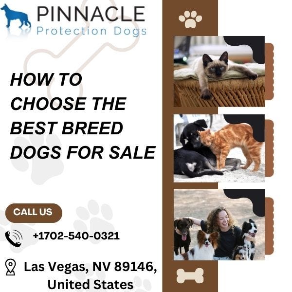 How To Choose The Best Breed Dogs For Sale (Las vegas) by Pinnacle