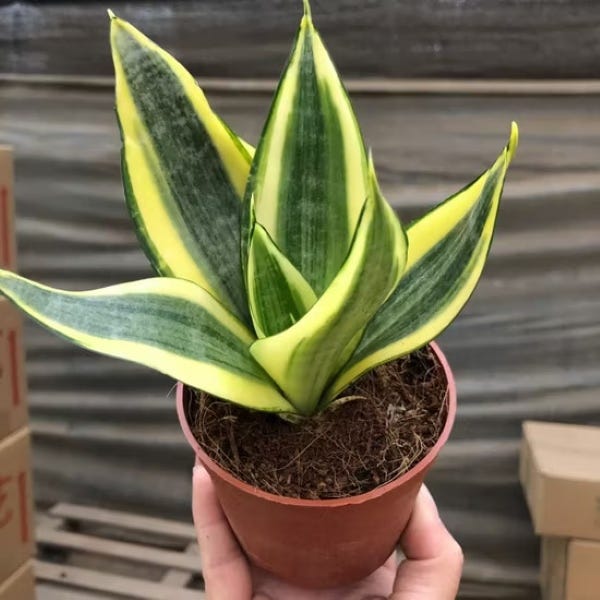 Sansevieria Golden Hahnii: A Complete Guide