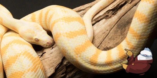 Empowering Developers in 2024: A Comprehensive Python Automation ...