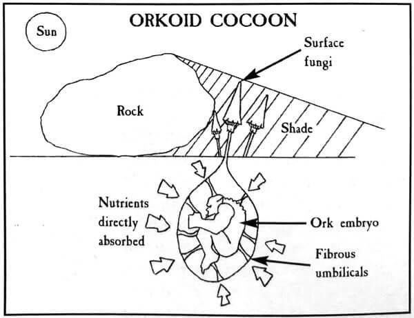 Fungi and Lichens in the Warhammer 40,000 Universe