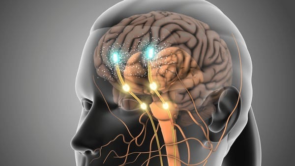 Dopamine: The Brain's Learning Signal