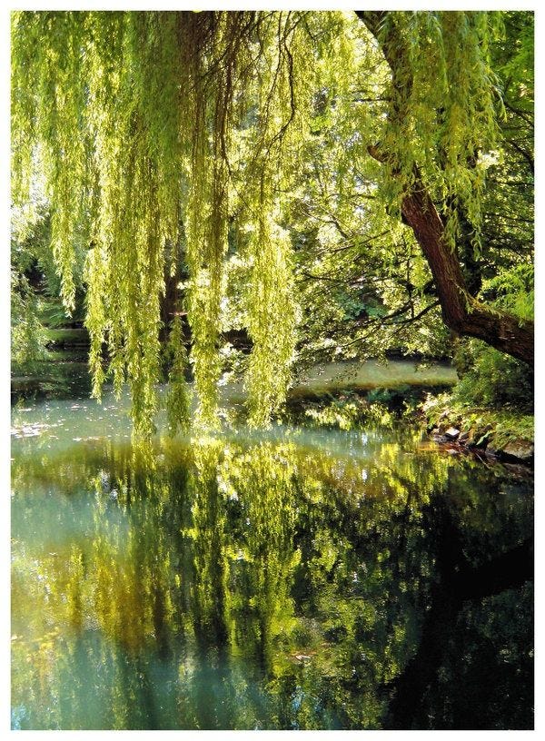 Weeping Willow: The Water Companion - Arbor Day Blog